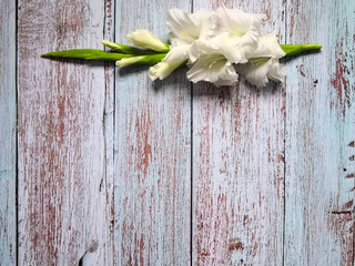White gladioli flowers flat on blue weathered wooden surface. Top view, from above, copy space. Floral background.