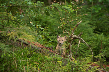 Eurasian lynx, hiding in the forest. Cute lynx living in the wood. Small lynx check surroundings. Rare predator in European nature © prochym