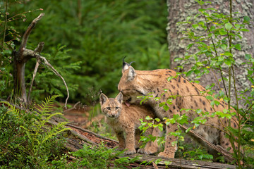Eurasian lynx, hiding in the forest. Cute lynx living in the wood. Small lynx check surroundings. Rare predator in European nature