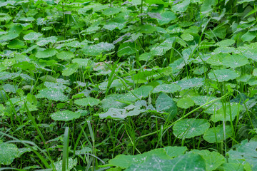 textura de plantas verdes