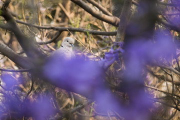 dove in purpule jacaranda tree 