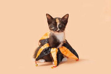 Calico kitten wearing a black and orange neck decoration, orange background. Halloween style clothing.