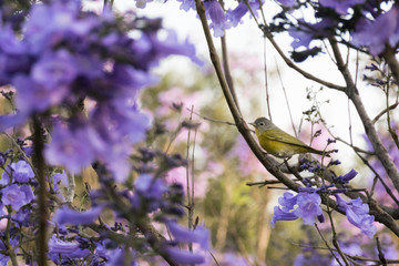Prehispanic ball game in Xochicalco