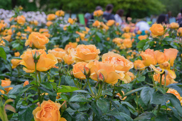 Gorgeous orange roses in full bloom