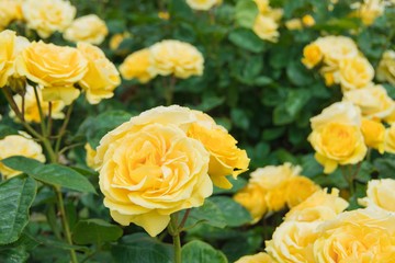 Gorgeous yellow roses in full bloom