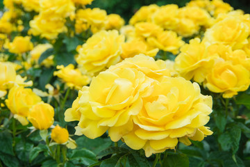 Gorgeous yellow roses in full bloom