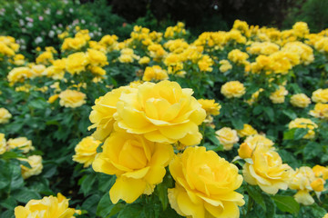 Naklejka na ściany i meble Gorgeous yellow roses in full bloom