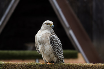 White falcon