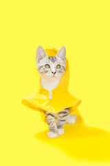 Gray and white little kitten wearing a yellow rain coat with a rain hat attached, yellow background.