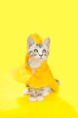 Gray and white little kitten wearing a yellow rain coat with a rain hat attached, yellow background.