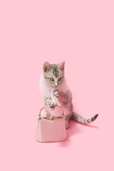 Gray tabby kitten wearing a fur coat and carrying a pink purse ready to go shopping! pink background.