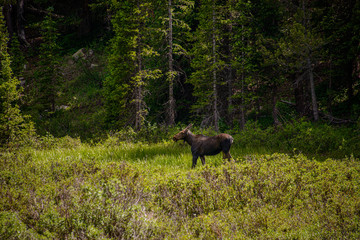 moose in the woods