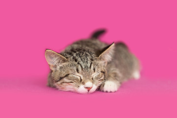 Brown and white tabby kitten asleep, dark pink background.
