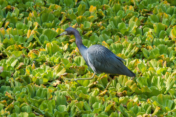 A little blue heron feeding in a wetland in Corkscrew wildlife refuge, Florida