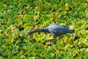 A little blue heron feeding in a wetland in Corkscrew wildlife refuge, Florida