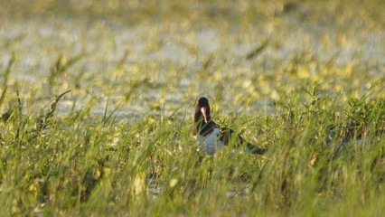 Eurasian oystercatcher (Haematopus ostralegus) also known as the common pied oystercatcher, or...