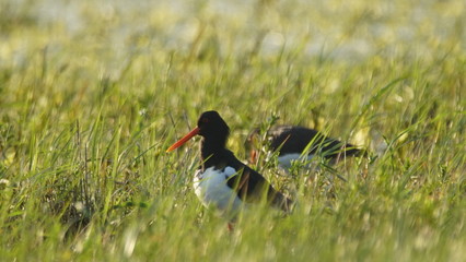 Eurasian oystercatcher (Haematopus ostralegus) also known as the common pied oystercatcher, or...