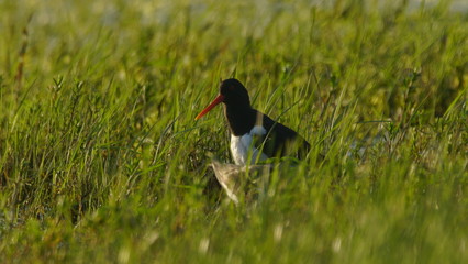 Eurasian oystercatcher (Haematopus ostralegus) also known as the common pied oystercatcher, or...