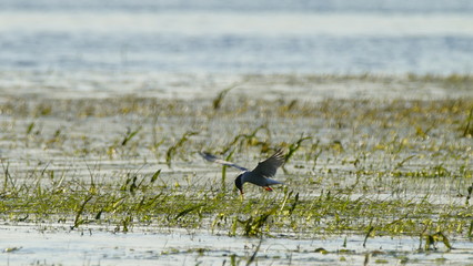 Common tern (Sterna hirundo) fishing and flying above the Pripyat river
