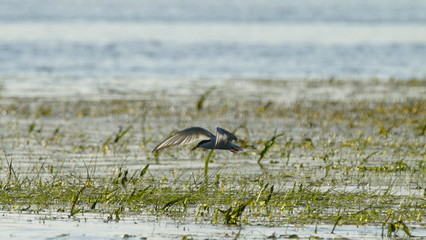 Common tern (Sterna hirundo) fishing and flying above the Pripyat river