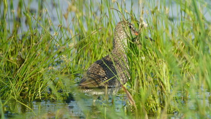 Common redshank or simply redshank (Tringa totanus) captured in Polesye, Belarus