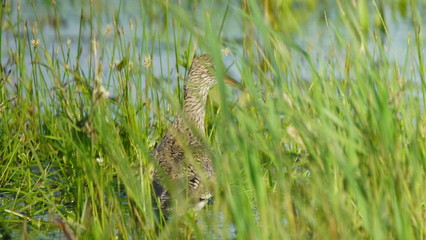 Common redshank or simply redshank (Tringa totanus) captured in Polesye, Belarus