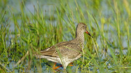 Common redshank or simply redshank (Tringa totanus) captured in Polesye, Belarus