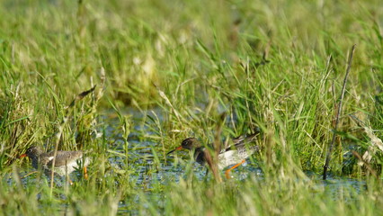Common redshank or simply redshank (Tringa totanus) captured in Polesye, Belarus