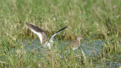 Common redshank or simply redshank (Tringa totanus) captured in Polesye, Belarus