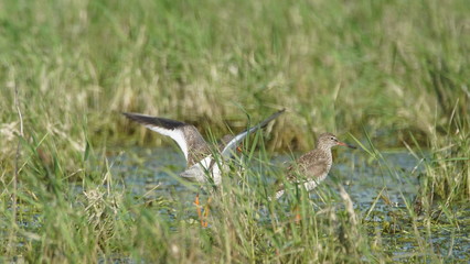 Common redshank or simply redshank (Tringa totanus) captured in Polesye, Belarus