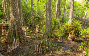 Bald cypress (Taxodium distichum) trees in Corkscrew Wildlife refuge, Florida,