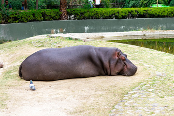 Hipop&oacute;tamo dormil&oacute;n