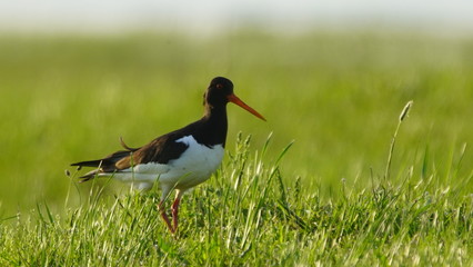 Eurasian oystercatcher (Haematopus ostralegus) also known as the common pied oystercatcher, or...