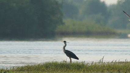 Grey heron (Ardea cinerea) fishing on Pripyat river, Belarus