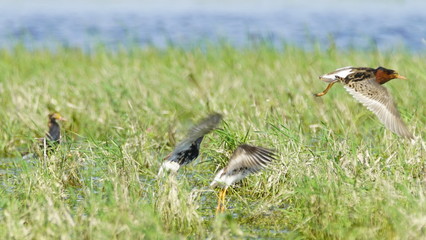 Ruff (Calidris pugnax) male bird displaying in breeding season, near Pripyat river