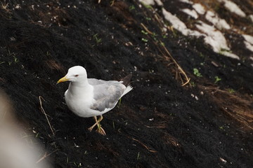 Seagull in cliff of Asturias,Spain