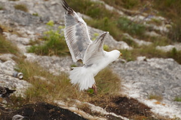 Seagull in cliff of Asturias,Spain
