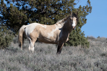 wild horse in the desert