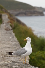 Seagull in cliff of Asturias,Spain
