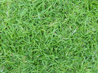 Pasto verde
