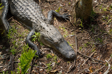 A high angle view of an American Alligator, Shark Valley Wildlife Refuge, Florida.