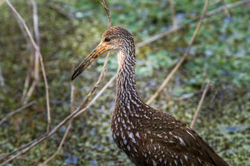 A limpkin feeding in a wetland in the Arthur Miller wildlife refuge, Florida