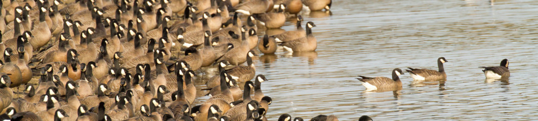 Fototapeta na wymiar Panorama image of a large flock of Canada Geese resting in the edge of a lake