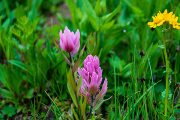 Obraz premium pink and white crocus