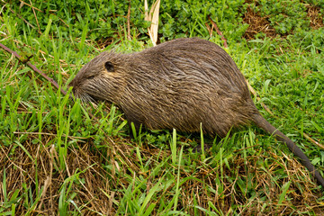 The coypu, also known as the nutria, is a large, herbivorous, semiaquatic rodent. 