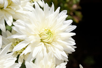 白い菊のアップ	