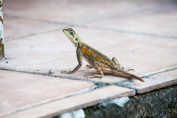 Agama lizard basking in the sun