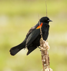 A red-winged blackbird (Agelaius phoeniceus) perched on a cattail.  It is a passerine bird of the family Icteridae found in most of North and much of Central America.