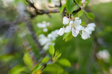 Apple bloom macro closeup