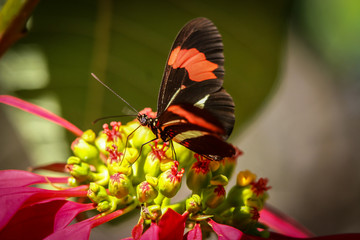 butterfly on flower